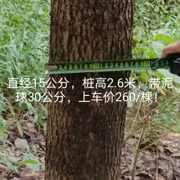绿化树
