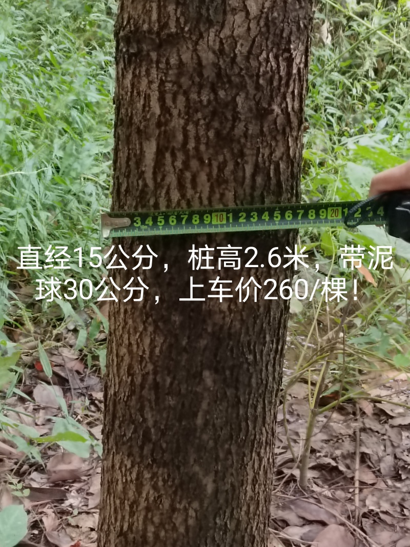 绿化树