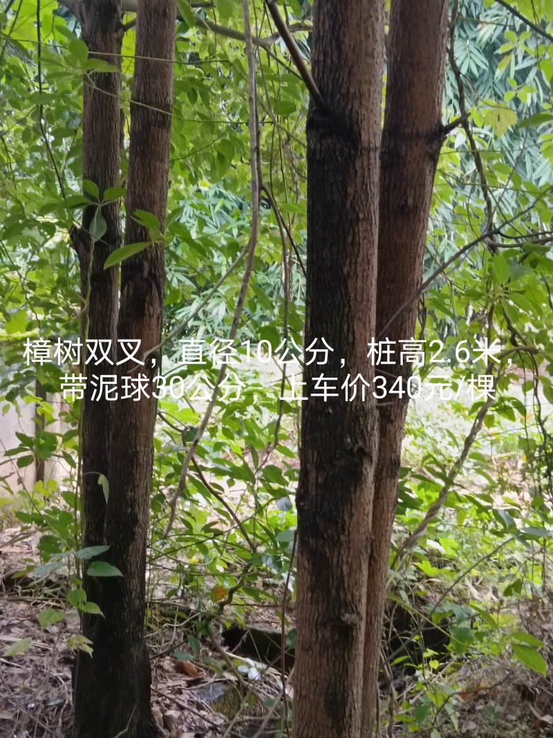 绿化树