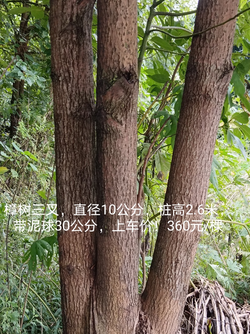 绿化树