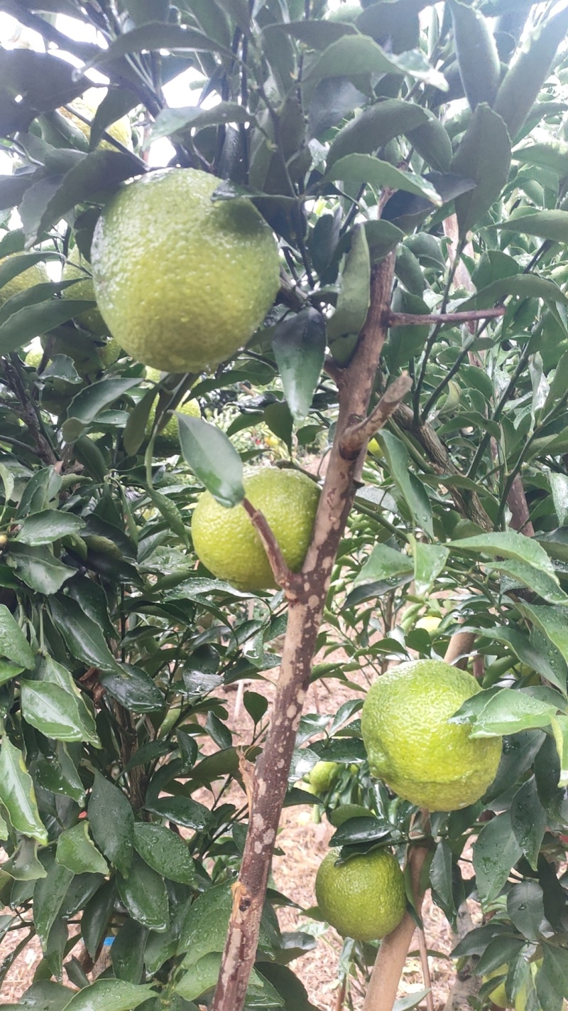 黄金贡柚