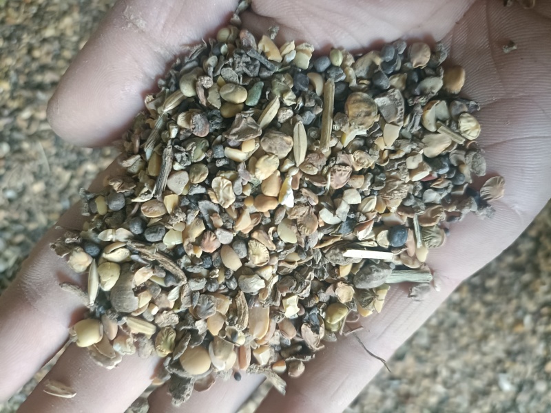 黄豆一般