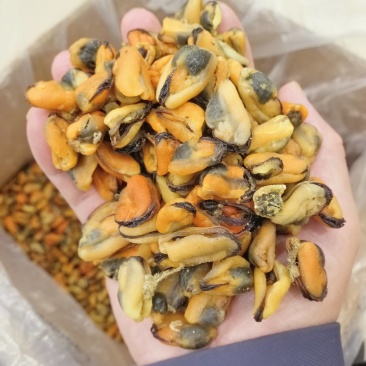 海虹干淡菜干贻贝干贝类干野生淡菜干非特贻贝干500g无沙