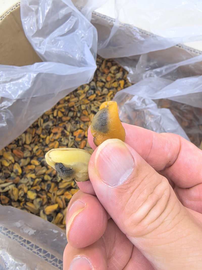 海虹干淡菜干贻贝干贝类干野生淡菜干非特贻贝干500g无沙
