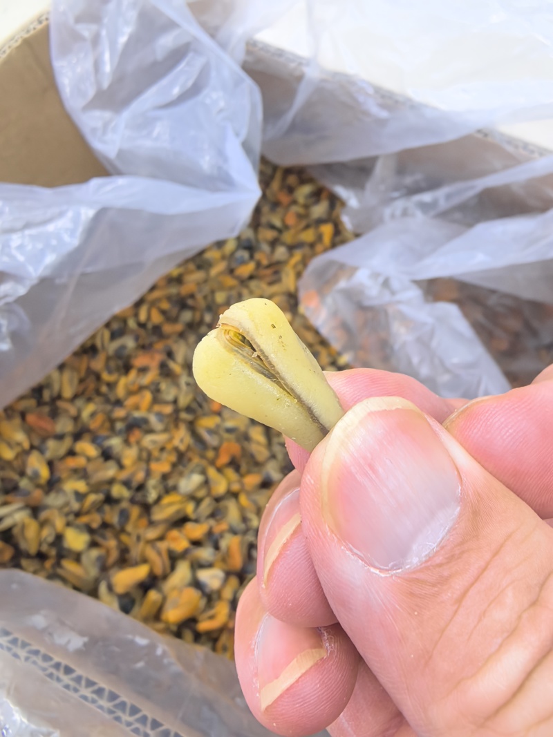 海虹干淡菜干贻贝干贝类干野生淡菜干非特贻贝干500g无沙