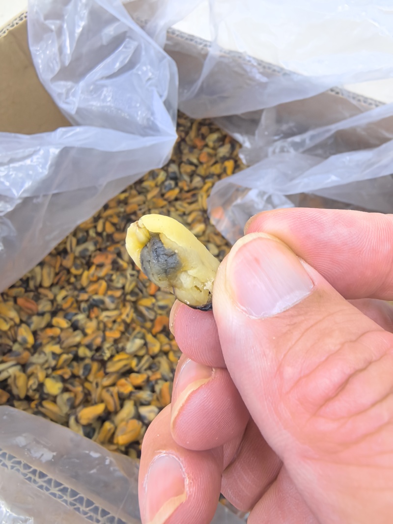 海虹干淡菜干贻贝干贝类干野生淡菜干非特贻贝干500g无沙