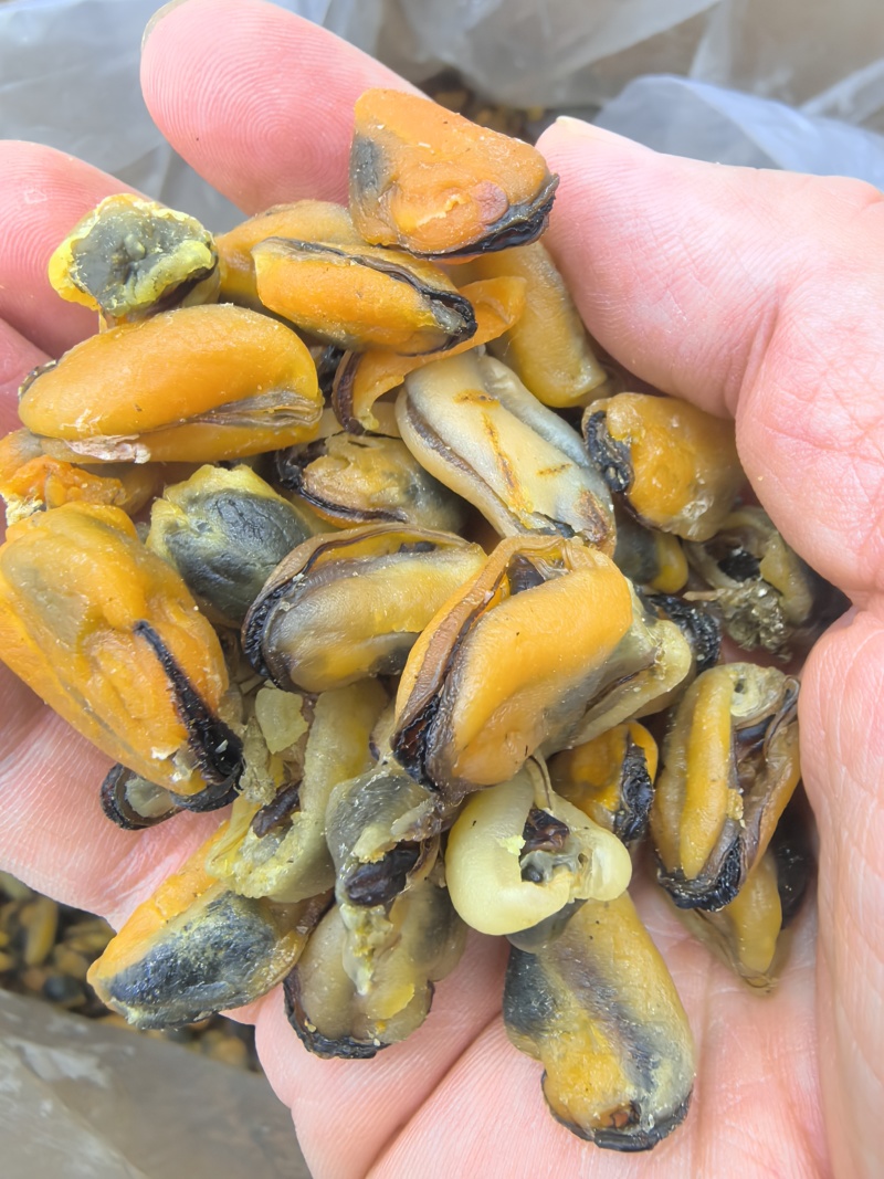海虹干淡菜干贻贝干贝类干野生淡菜干非特贻贝干500g无沙