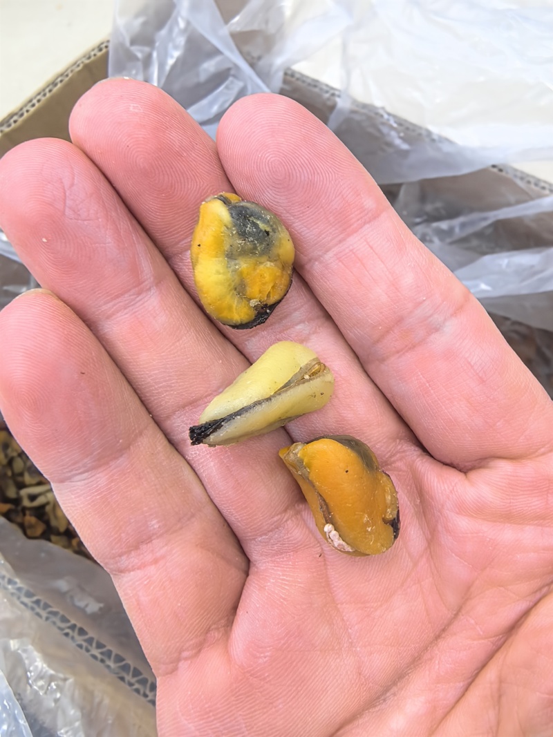 海虹干淡菜干贻贝干贝类干野生淡菜干非特贻贝干500g无沙