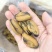 海虹干淡菜干贻贝干贝类干野生淡菜干非特贻贝干500g无沙
