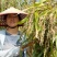 高山小糯薏米，种在深山，软、香、糯，和大米一起熟