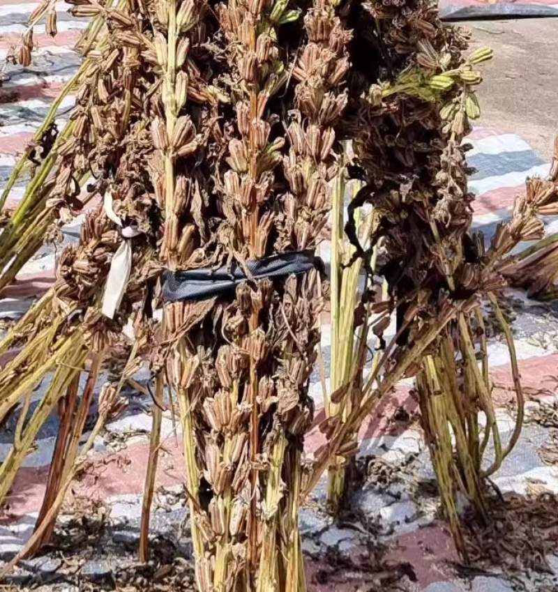 老品种芝麻