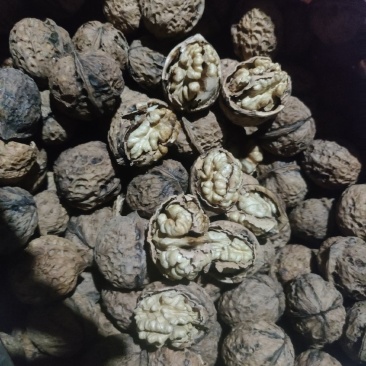 云南大理核桃全国可批