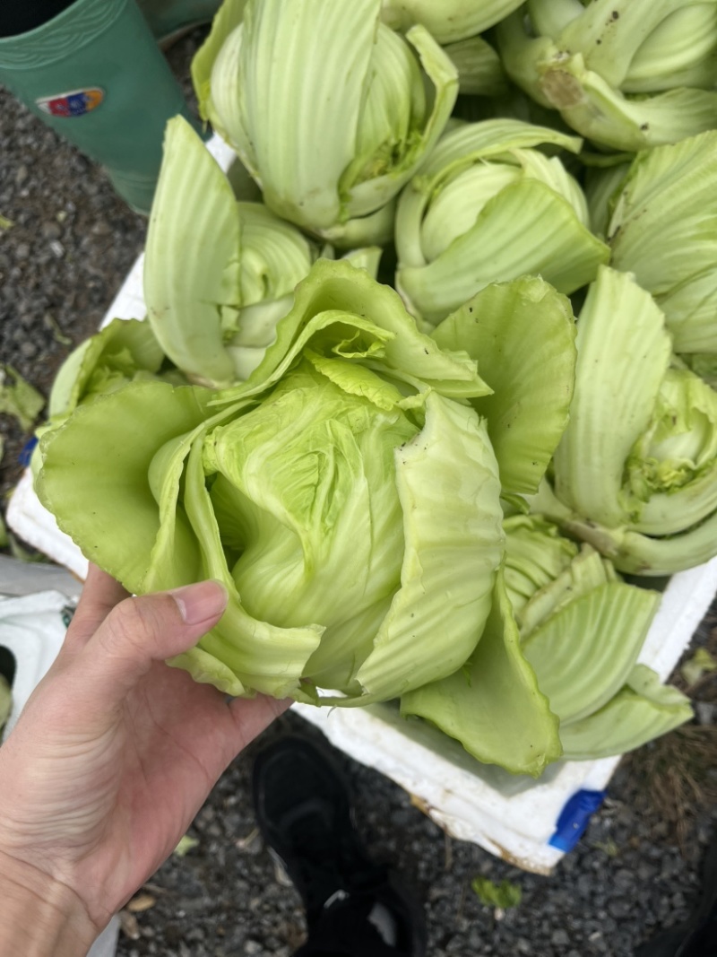 大量供应，加工厂腌酸，市场批发，电商平台价，价格实惠。