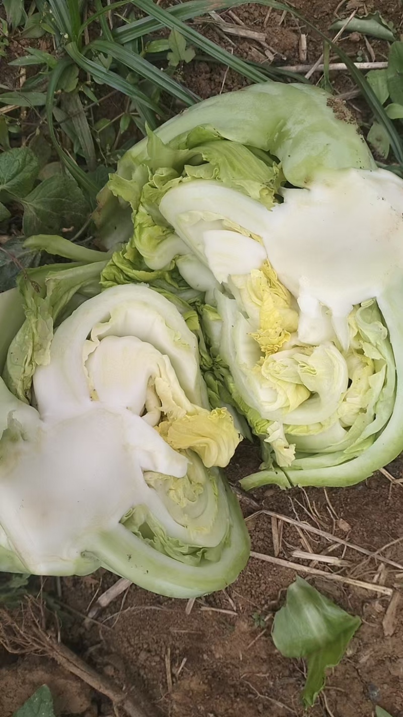 大量供应，加工厂腌酸，市场批发，电商平台价，价格实惠。