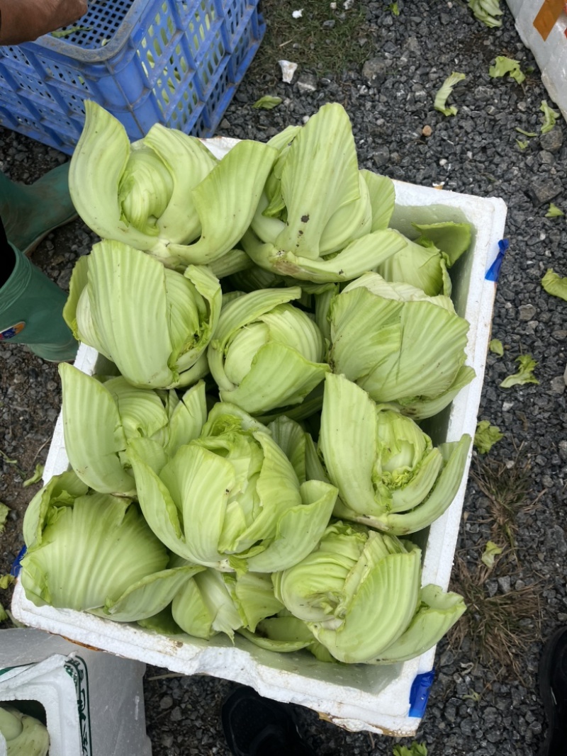 大量供应，加工厂腌酸，市场批发，电商平台价，价格实惠。