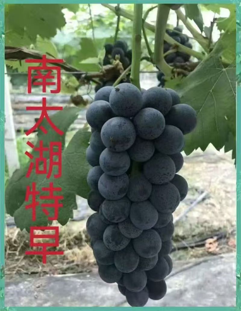 南太湖特早熟葡萄树苗葡萄苗量大价优免费指导欢迎老板联系
