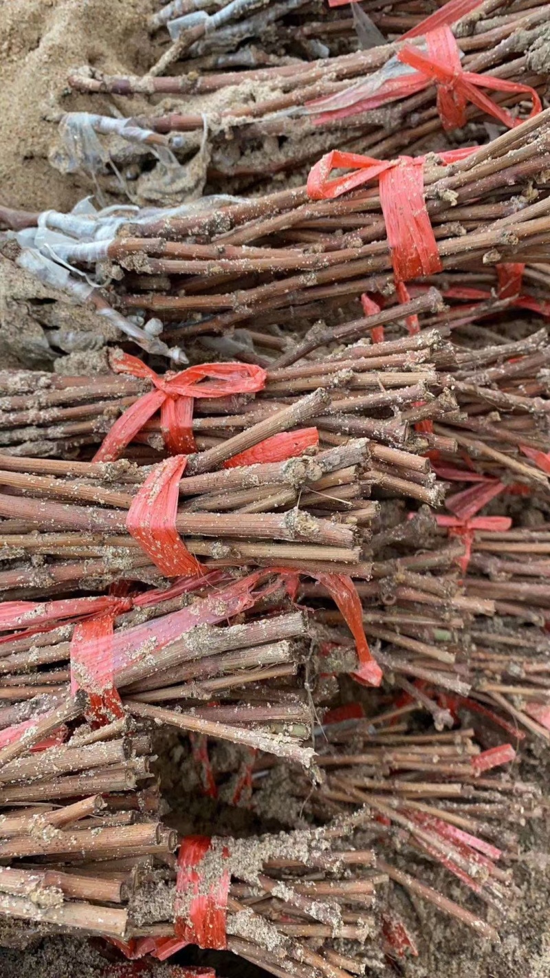 南太湖特早熟葡萄树苗葡萄苗量大价优免费指导欢迎老板联系