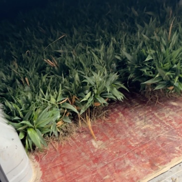大量现货有百万苗起