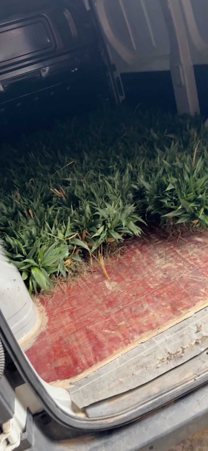 大量现货有百万苗起