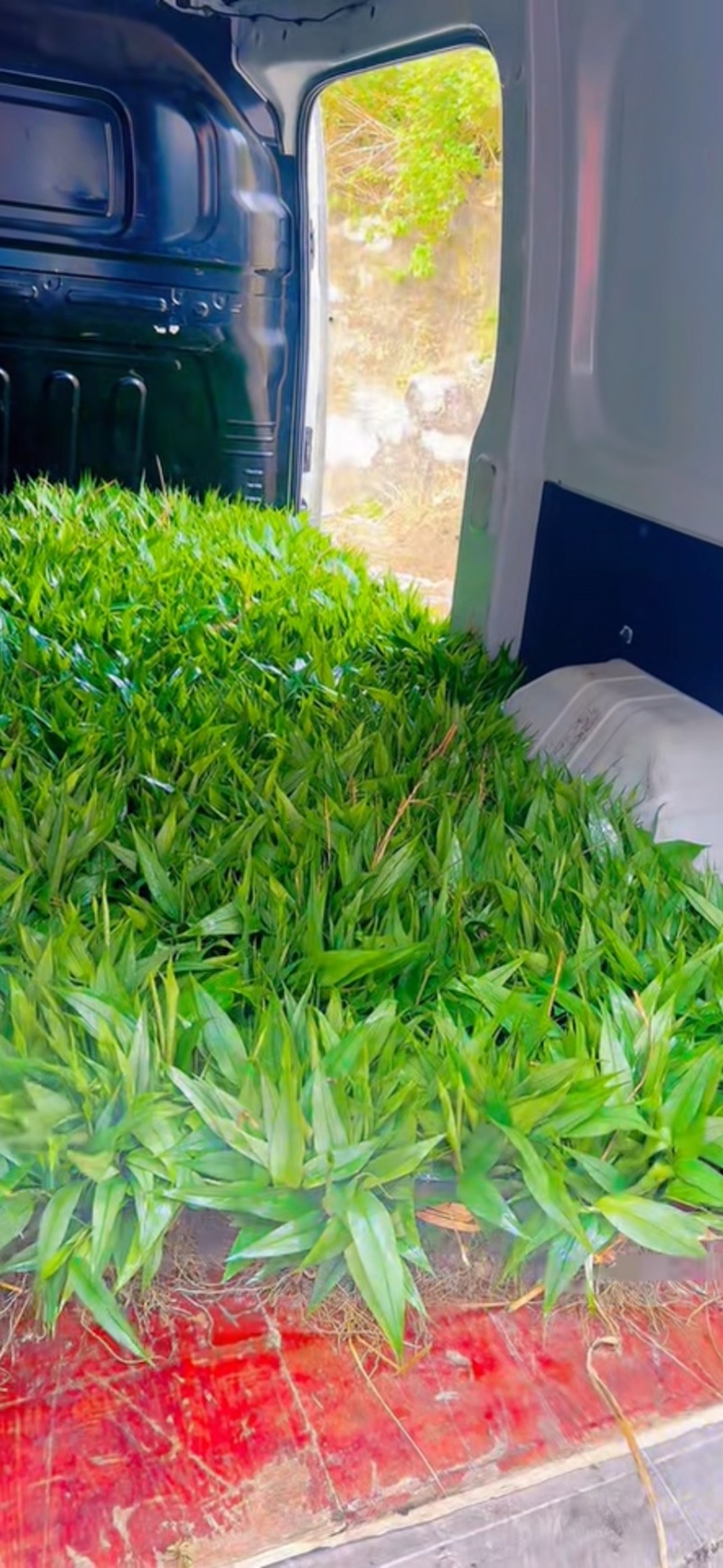 大量现货有百万苗起