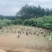 湖南家散土鸭喂玉米稻谷米糠营养丰富品质保证欢迎选购