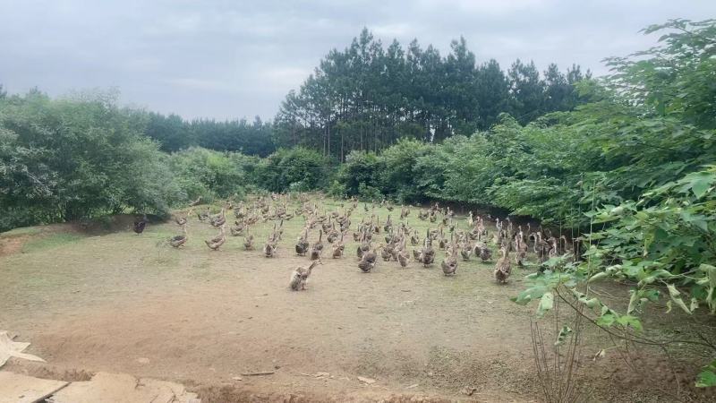 湖南家散土鸭喂玉米稻谷米糠营养丰富品质保证欢迎选购