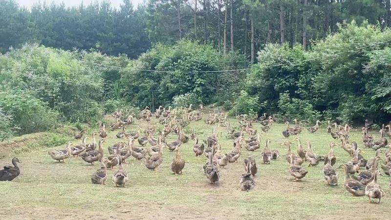 湖南家散土鸭喂玉米稻谷米糠营养丰富品质保证欢迎选购