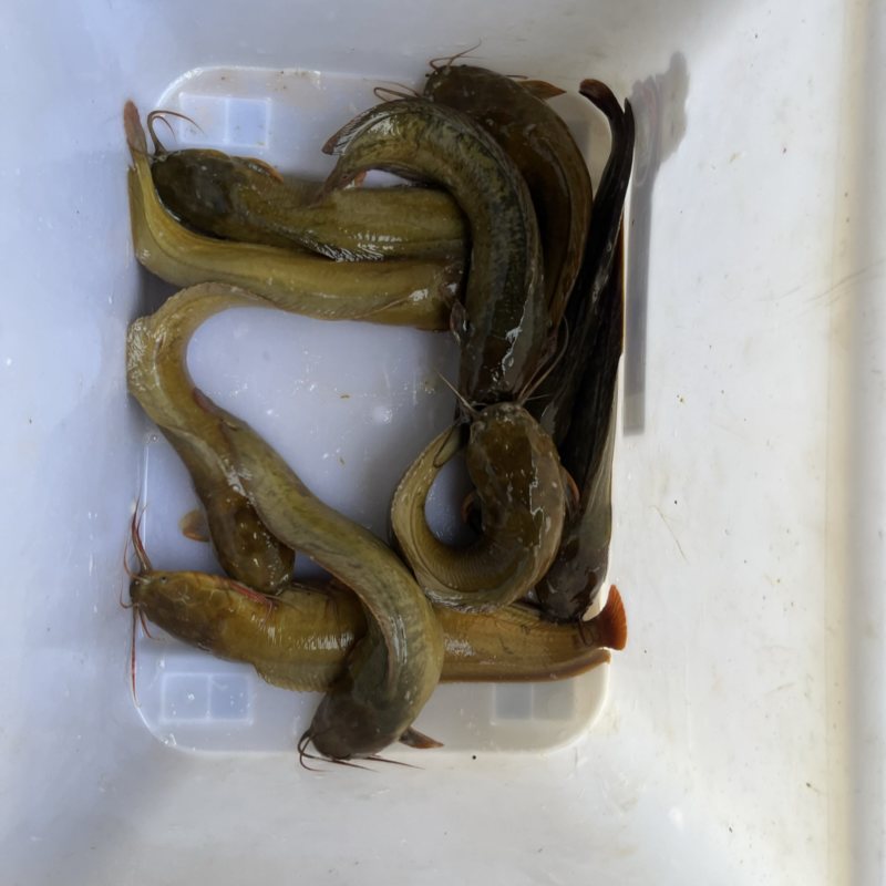 三黄塘鲺出售！均重半斤