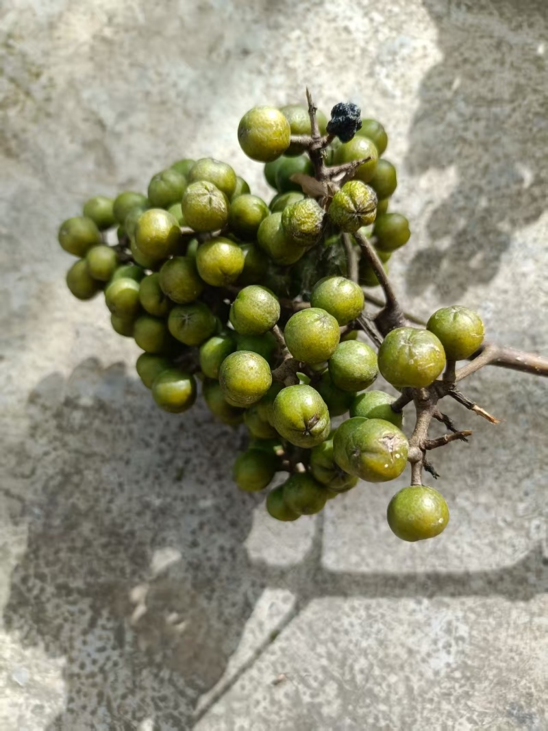 贵州黄柏苗根系发达/自家种植现挖现发/品种纯正大量供应