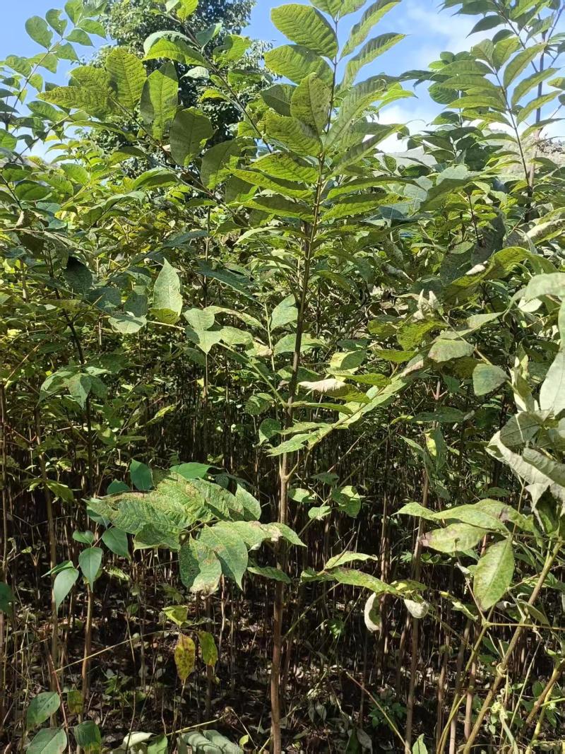 贵州黄柏苗根系发达/自家种植现挖现发/品种纯正大量供应