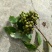 贵州黄柏苗根系发达/自家种植现挖现发/品种纯正大量供应