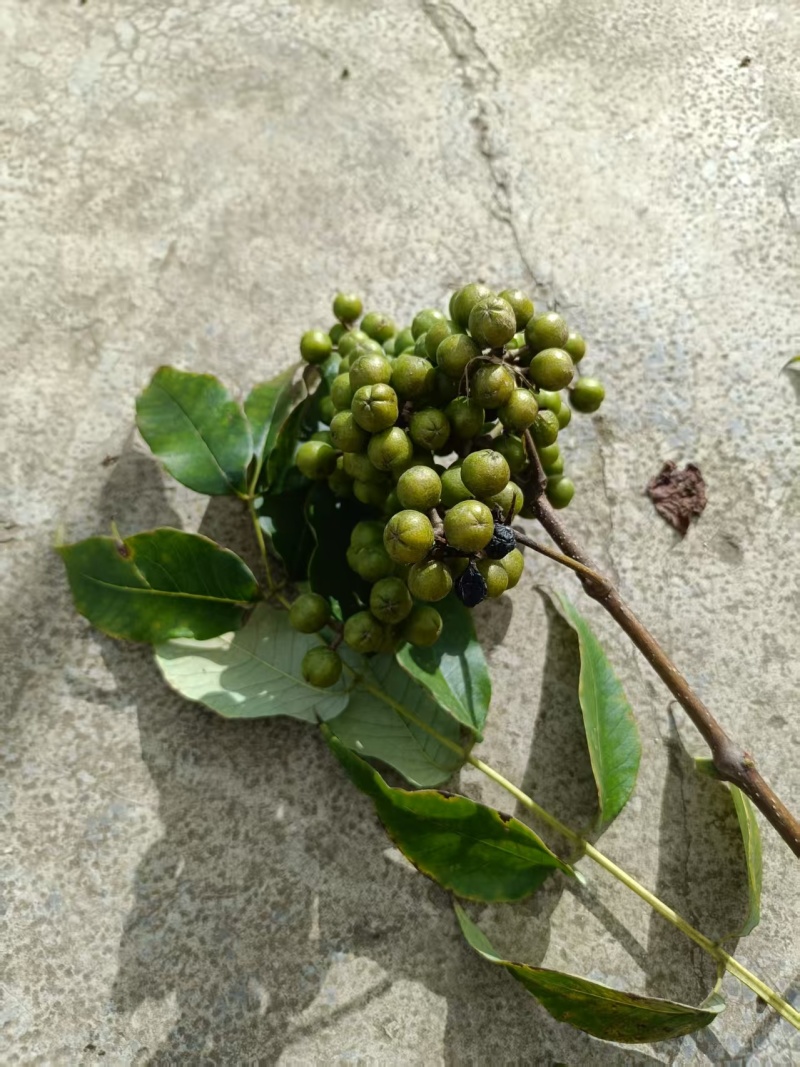 贵州黄柏苗根系发达/自家种植现挖现发/品种纯正大量供应