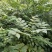 贵州黄柏苗根系发达/自家种植现挖现发/品种纯正大量供应