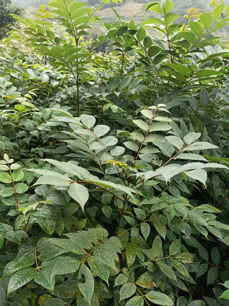 贵州黄柏苗根系发达/自家种植现挖现发/品种纯正大量供应
