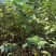 贵州黄柏苗根系发达/自家种植现挖现发/品种纯正大量供应