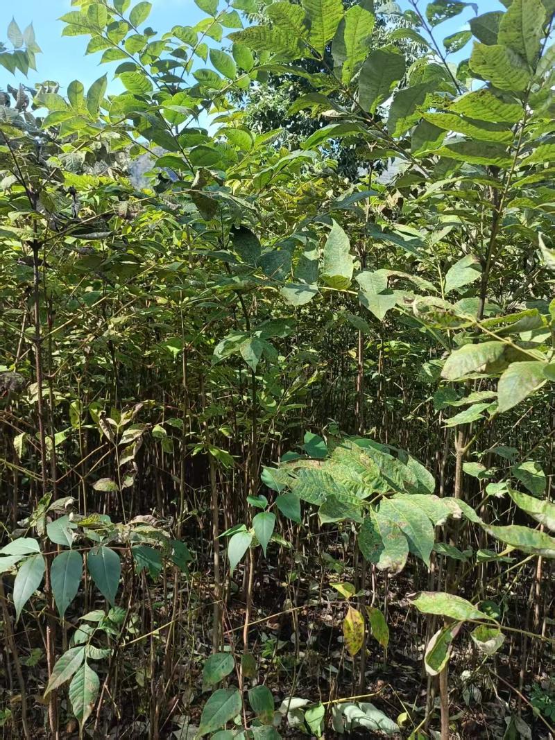 贵州黄柏苗根系发达/自家种植现挖现发/品种纯正大量供应