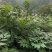 贵州黄柏苗根系发达/自家种植现挖现发/品种纯正大量供应