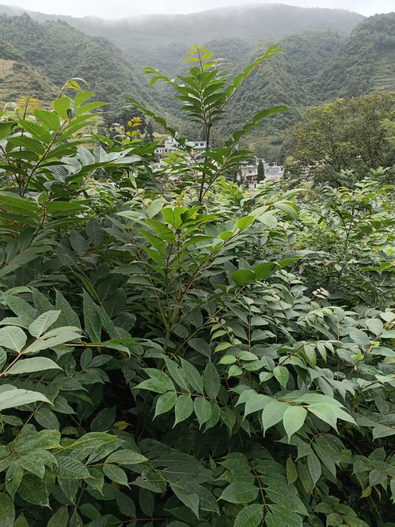 贵州黄柏苗根系发达/自家种植现挖现发/品种纯正大量供应