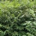 贵州黄柏苗根系发达/自家种植现挖现发/品种纯正大量供应