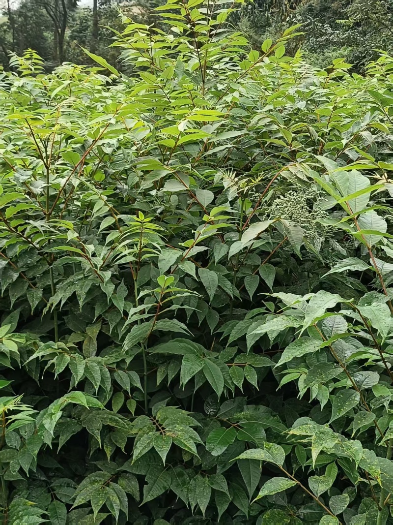 贵州黄柏苗根系发达/自家种植现挖现发/品种纯正大量供应