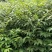 贵州黄柏苗根系发达/自家种植现挖现发/品种纯正大量供应