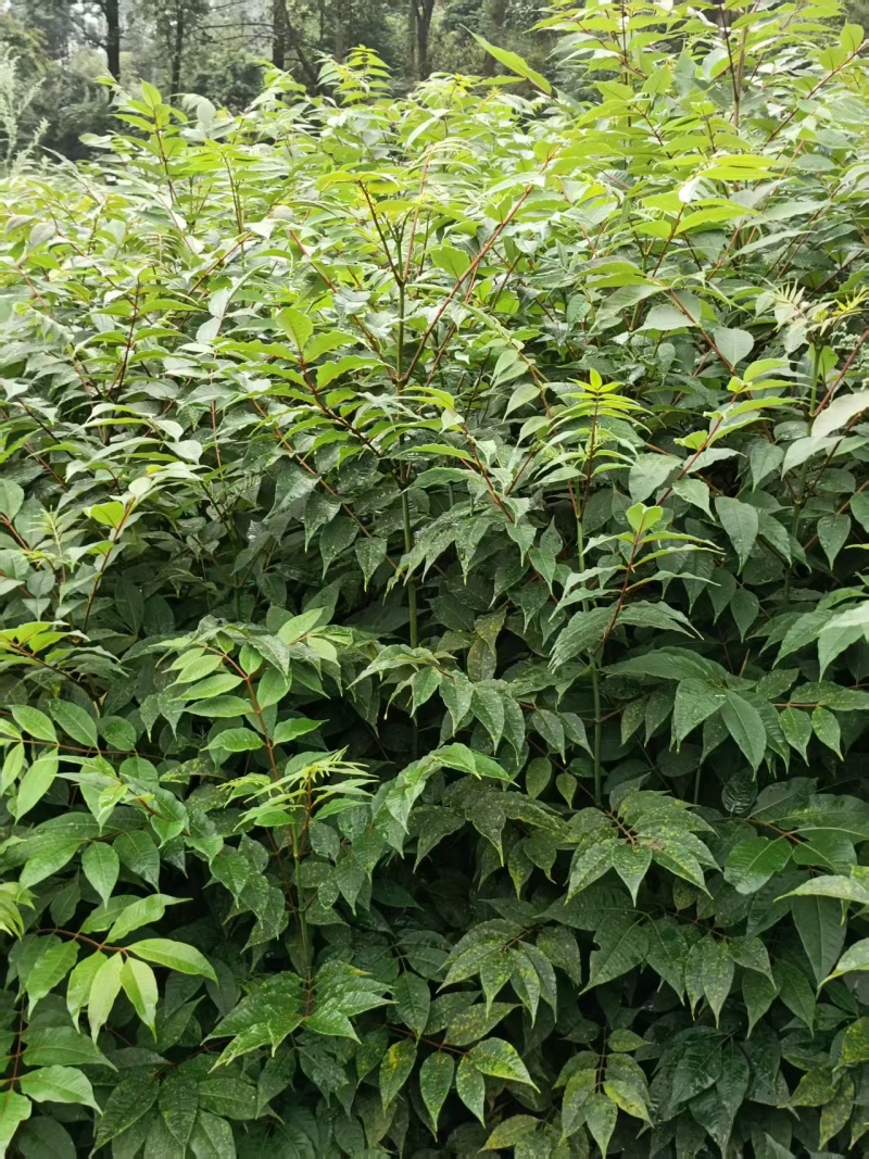 贵州黄柏苗根系发达/自家种植现挖现发/品种纯正大量供应