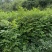 贵州黄柏苗根系发达/自家种植现挖现发/品种纯正大量供应
