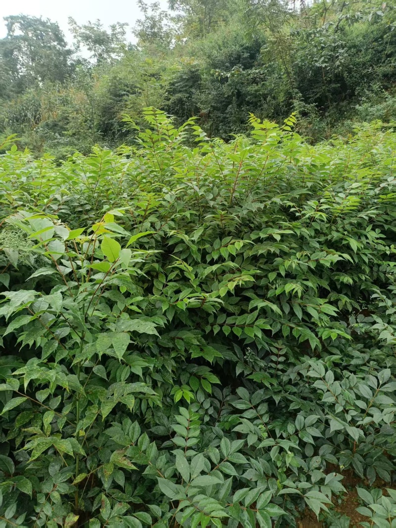 贵州黄柏苗根系发达/自家种植现挖现发/品种纯正大量供应