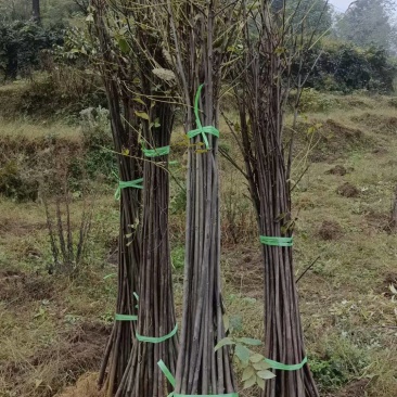 贵州黄柏苗根系发达/自家种植现挖现发/品种纯正大量供应