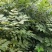 贵州黄柏苗根系发达/自家种植现挖现发/品种纯正大量供应