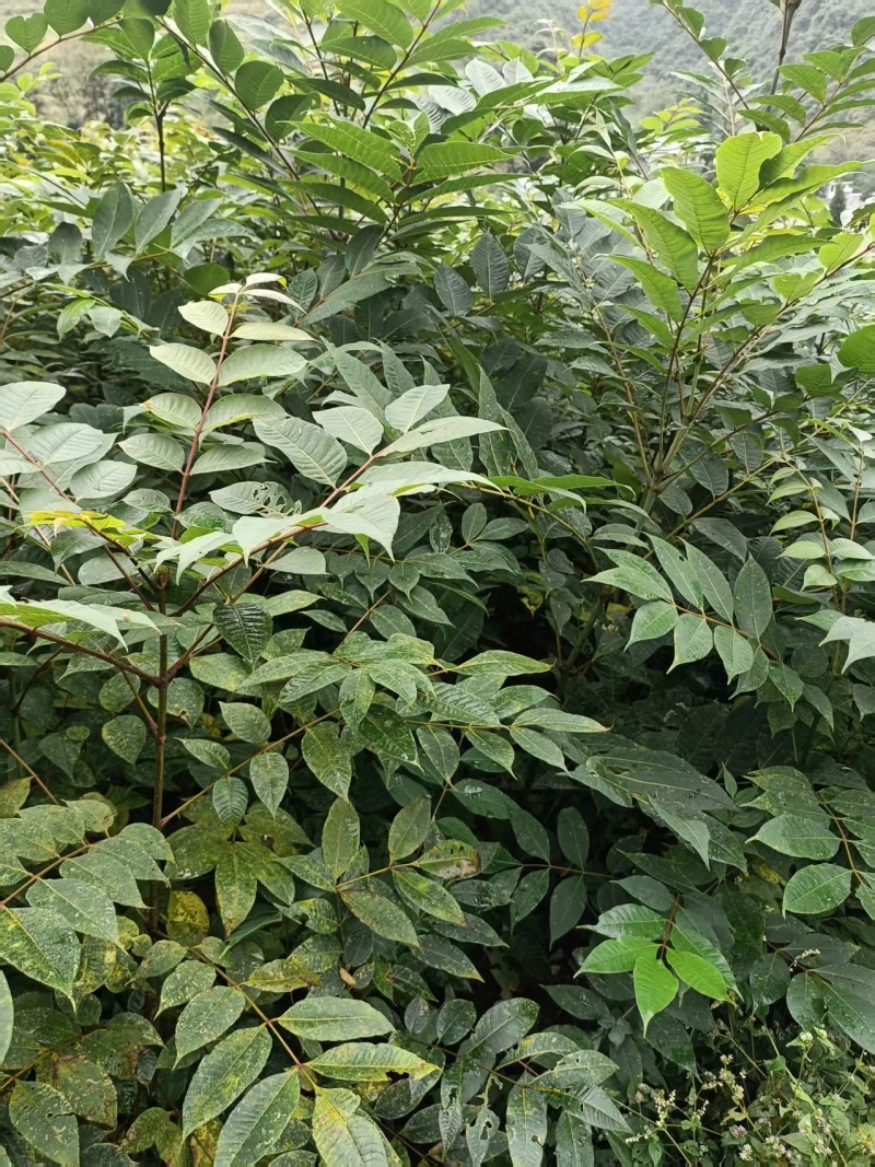 贵州黄柏苗根系发达/自家种植现挖现发/品种纯正大量供应