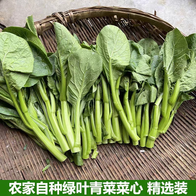 甜菜心广东菜心油菜苔产地看货论价保质保量