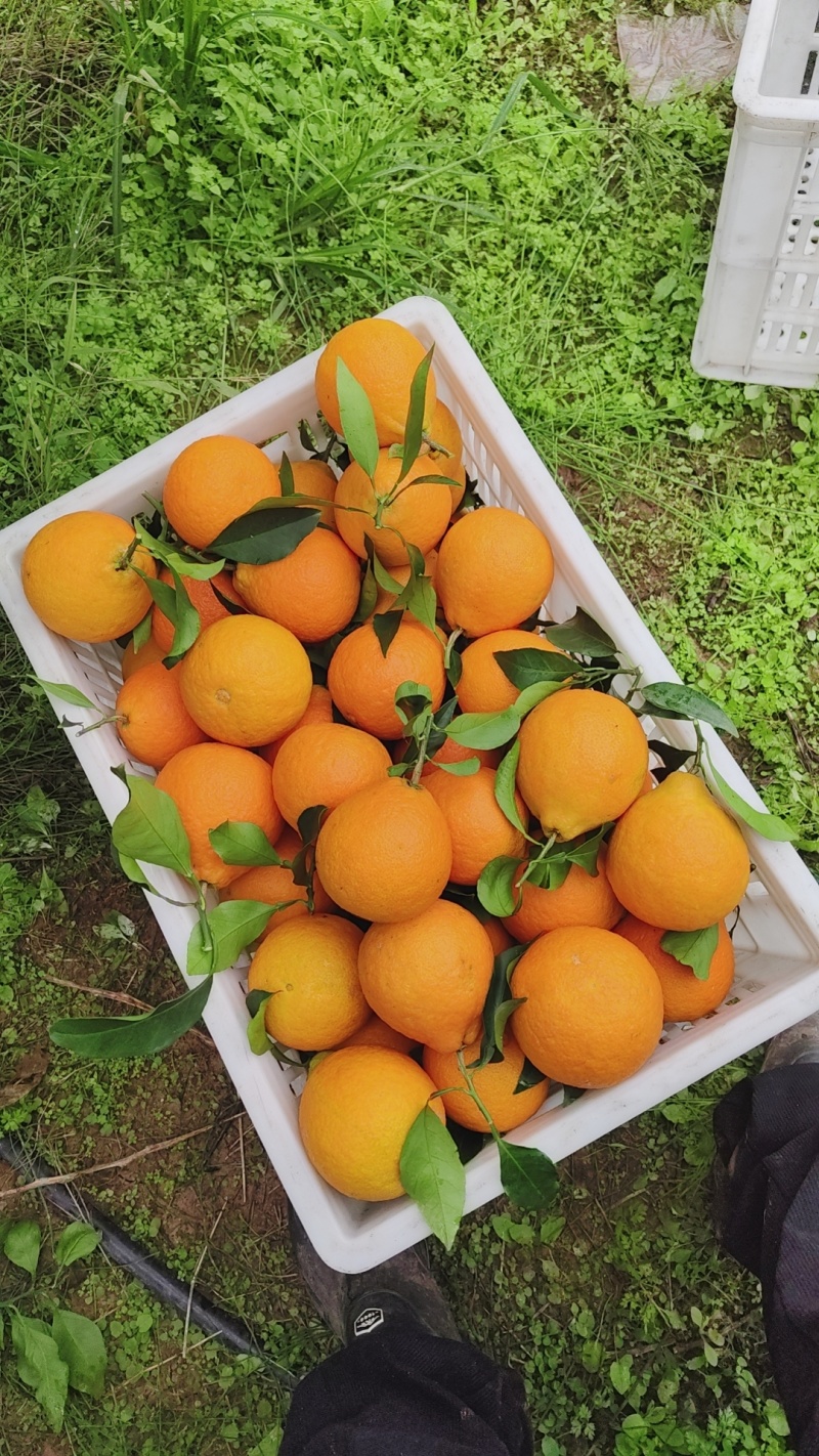爱媛橙