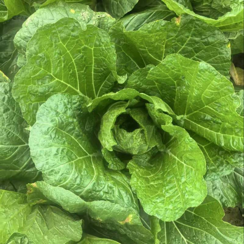 白菜